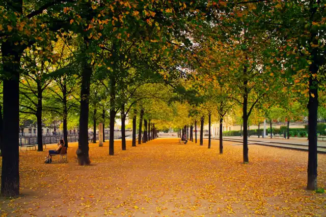 A park path lined with tall trees in early autumn light