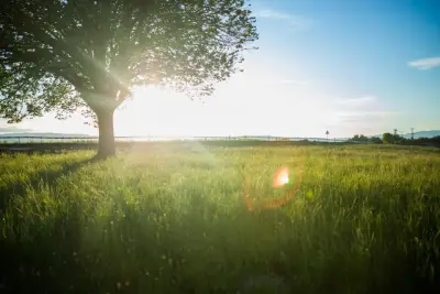 A lone tree in a green meadow with sunlight coming through its branches