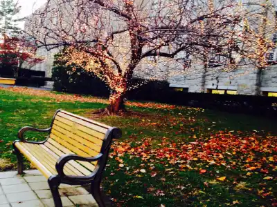 An empty park bench under a tree with red autumn leaves on the grass