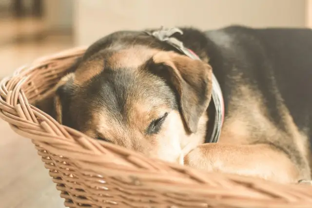 A brown dog asleep in a wicker basket