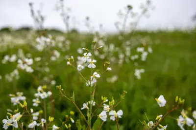 Small white wildflowers in a green field under a soft sky