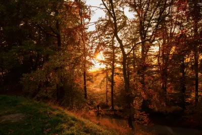 An autumn forest path with warm light through the trees