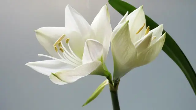 White lily flowers against a pale gray background