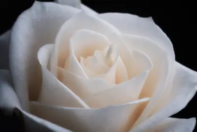 A single white rose in full bloom against a dark background