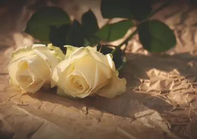 Two cream-colored roses resting on crumpled paper