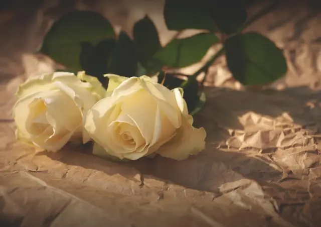 Two cream-colored roses resting on crumpled paper