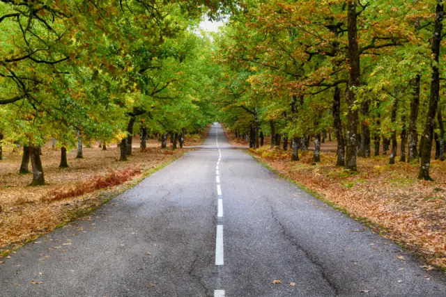 A quiet country road running between rows of autumn trees